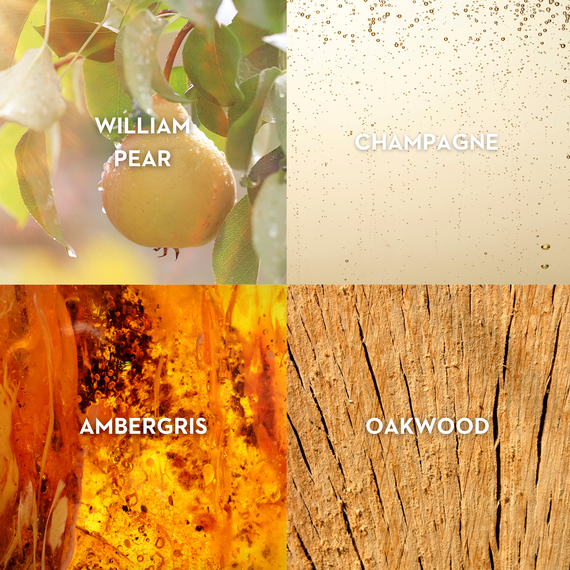 Vilhelm Parfumerie Sparkling Jo Eau de Parfum 50 ML - Queen May